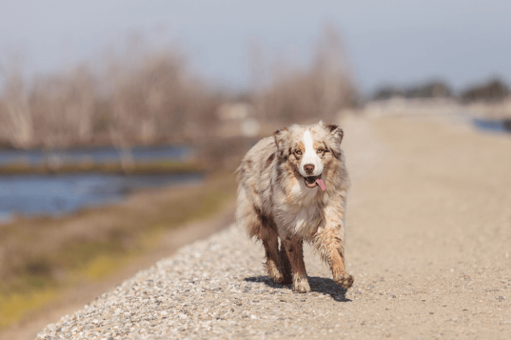 Thing To Do Pet Friendly